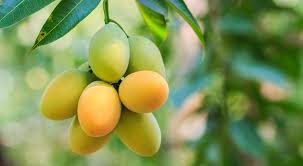 Nature's Sweetness: Taste the True Essence of Organic Mangoes from Hyderabad's Organic Mangoes