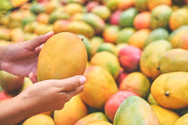 Organic Mangoes: Exploring the Wonderful World of Organic Mango Varieties at Hyderabad Organic Mangoes