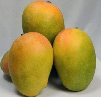 Panduri mangoes